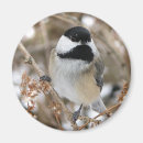 Search for capped chickadee magnets Animals
