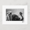 Search for questioning postcards Bird