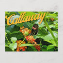 Search for butterfly garden postcards Photography