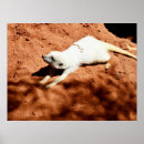 Search for sentry posters Meerkat