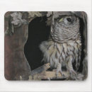 Search for barred mouse mats Wildlife