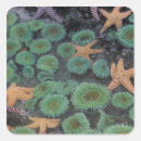 Search for land animal stickers Usa