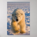 Search for ursus posters National wildlife refuge