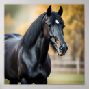 Search for black stallion horse posters Animal