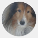 Search for shetland sheepdog stickers Collie