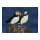 Search for puffin postcards Two