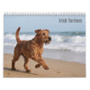 Search for irish Terrier