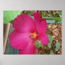 Search for one flower posters Nature