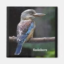 Search for kookaburra magnets Wildlife