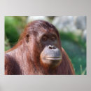 Search for cool monkey art Primate