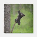 Search for danita delimont magnets Black bear