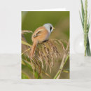 Search for reed cards Birds