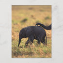 Search for trunk postcards Animal
