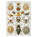 Search for arachnids cards Animals
