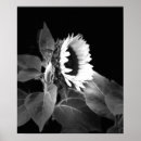 Search for black white sunflower art Farm