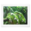 Search for venom posters Nature