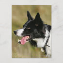 Search for headshot postcards Collie border