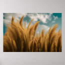 Search for pampas grass posters Botanical