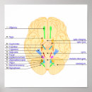 Search for brain chart posters Cranial