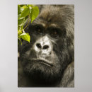 Search for mountain gorilla posters Portrait