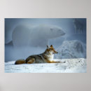 Search for polar wolf Cute