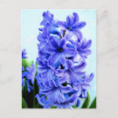 Search for blue hyacinth postcards Hyacinths
