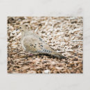 Search for mourning postcards Wildlife