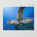 Search for swimmer postcards Sea
