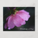 Search for dew postcards Rose
