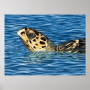 Search for hawksbill posters Turtle
