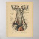 Search for aorta posters Anatomy