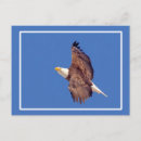 Search for eagle sky postcards Raptor