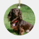 Search for miniature dachshund christmas tree decorations Canine photographer