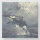 Search for whales coasters Nature