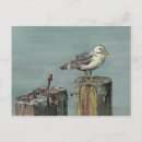 Search for gull wing postcards Ocean