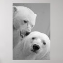 Search for cute polar bear posters White
