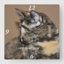 Search for torti art Pets