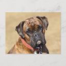 Search for brindle postcards Bob and pam langrish