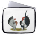 Search for serama Rooster