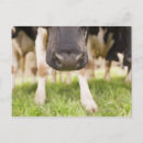 Search for cow postcards Rural scene