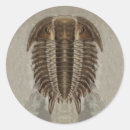 Search for fossils stickers Trilobite