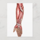 Search for forearm Tricep