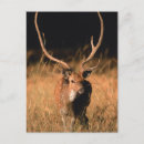 Search for habitat postcards Forest