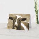 Search for ewe photography Lamb