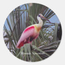 Search for roseate spoonbill stickers Bird