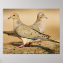 Search for mourning dove posters Wildlife