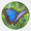 Search for morphos stickers Nature