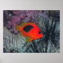 Search for urchin posters Underwater