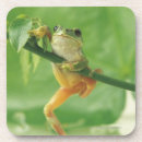 Search for outdoor coasters Nature