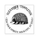 Search for echidna Anteater